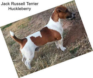 Jack Russell Terrier Huckleberry