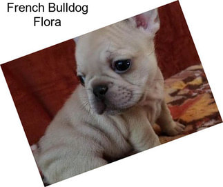 French Bulldog Flora