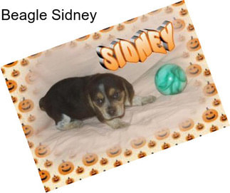 Beagle Sidney
