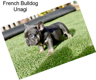 French Bulldog Unagi