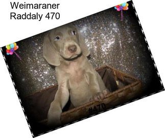 Weimaraner Raddaly 470