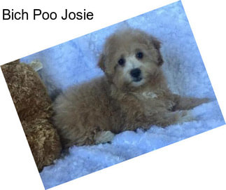 Bich Poo Josie