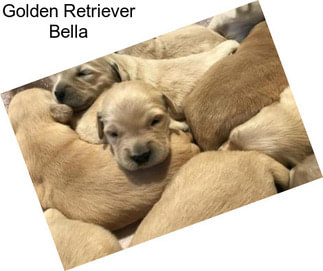 Golden Retriever Bella