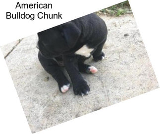 American Bulldog Chunk