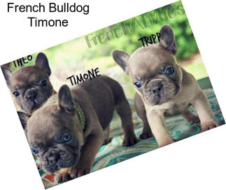 French Bulldog Timone
