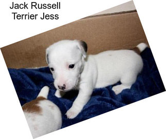 Jack Russell Terrier Jess