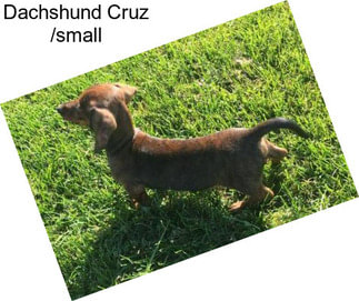 Dachshund Cruz /small