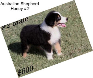 Australian Shepherd Honey #2