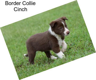 Border Collie Cinch