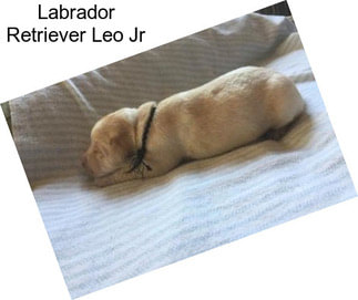 Labrador Retriever Leo Jr