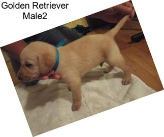 Golden Retriever Male2