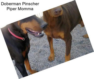 Doberman Pinscher Piper Momma