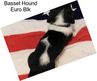 Basset Hound Euro Blk