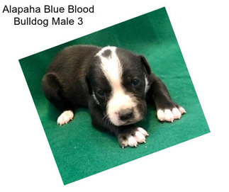 Alapaha Blue Blood Bulldog Male 3