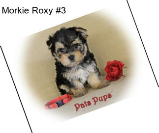 Morkie Roxy #3