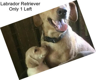 Labrador Retriever Only 1 Left