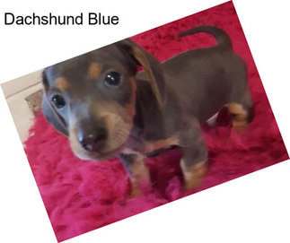 Dachshund Blue