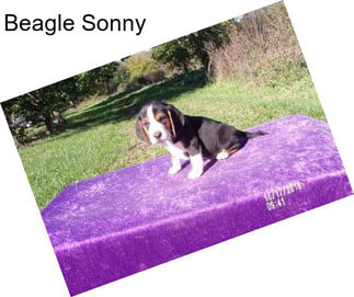 Beagle Sonny