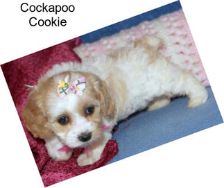 Cockapoo Cookie