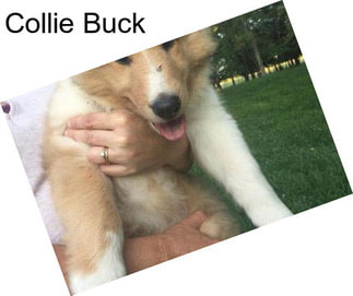 Collie Buck