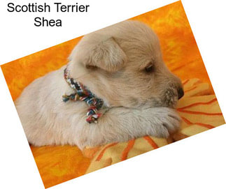 Scottish Terrier Shea