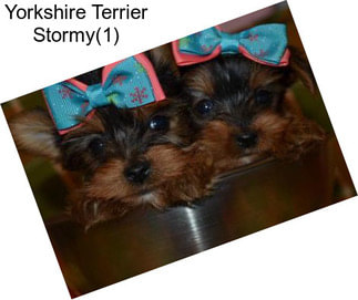 Yorkshire Terrier Stormy(1)