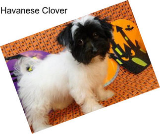 Havanese Clover