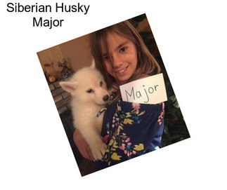 Siberian Husky Major