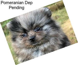 Pomeranian Dep Pending