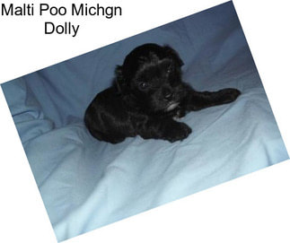 Malti Poo Michgn Dolly