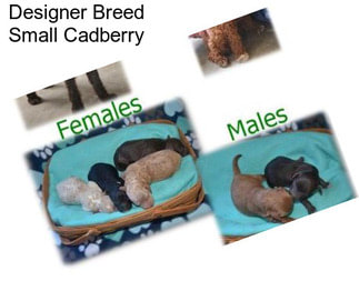 Designer Breed Small Cadberry