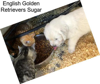 English Golden Retrievers Sugar