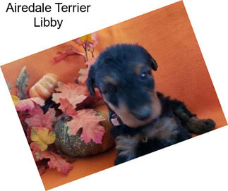 Airedale Terrier Libby