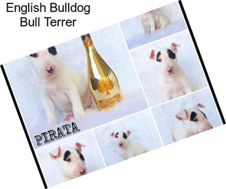 English Bulldog Bull Terrer