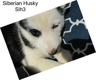 Siberian Husky Sih3