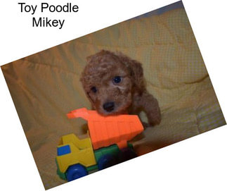 Toy Poodle Mikey