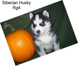Siberian Husky Rg4