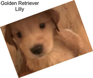 Golden Retriever Lilly