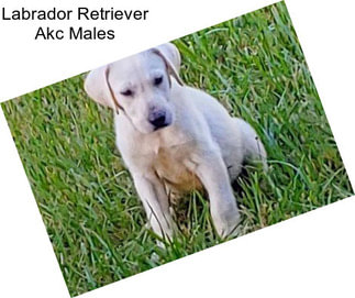 Labrador Retriever Akc Males