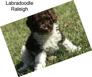 Labradoodle Raleigh