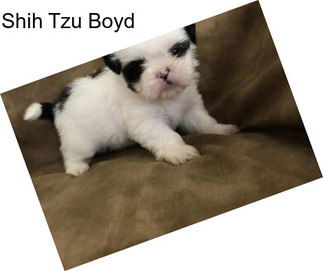 Shih Tzu Boyd