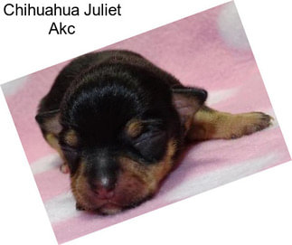 Chihuahua Juliet Akc