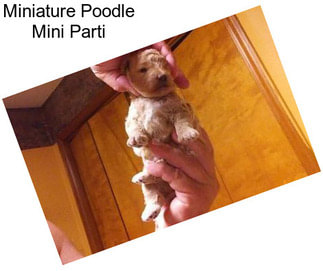 Miniature Poodle Mini Parti