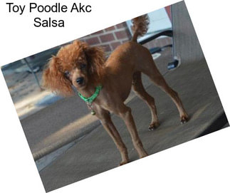 Toy Poodle Akc Salsa