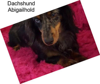 Dachshund Abigailhold