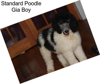 Standard Poodle Gia Boy