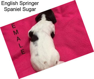 English Springer Spaniel Sugar
