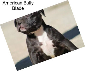 American Bully Blade