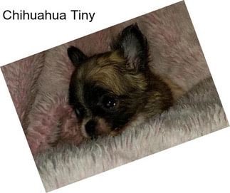 Chihuahua Tiny