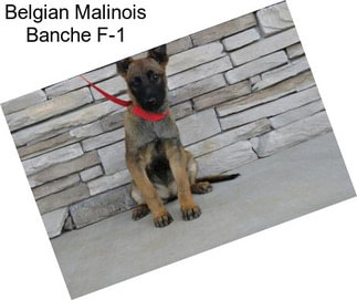 Belgian Malinois Banche F-1